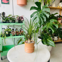 Beaucarnia recurvata 'The Ponytail Palm' in Ceramic Pot