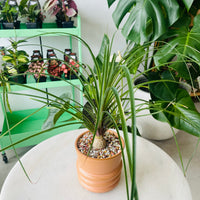 Beaucarnia recurvata 'The Ponytail Palm' in Ceramic Pot