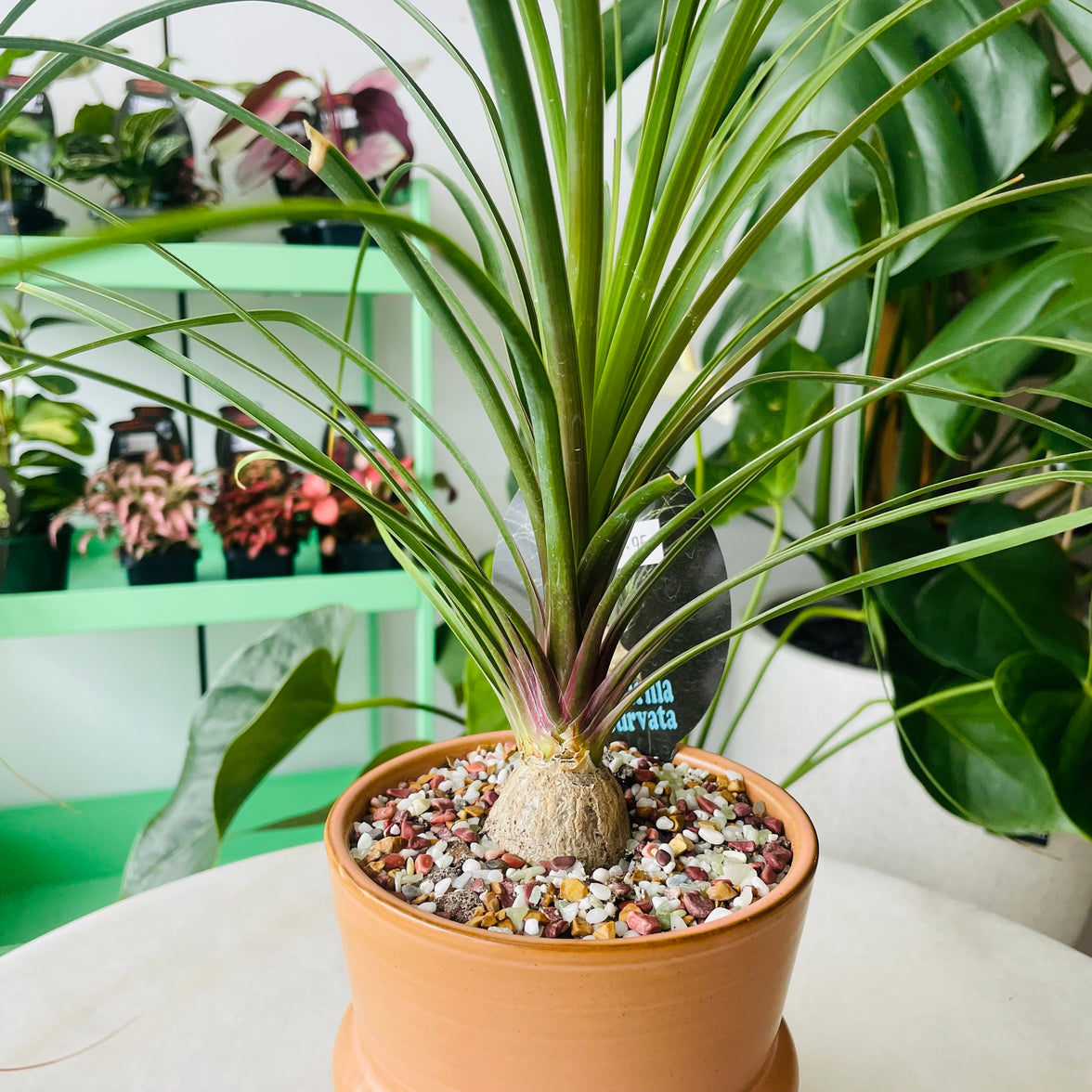 Beaucarnia recurvata 'The Ponytail Palm' in Ceramic Pot