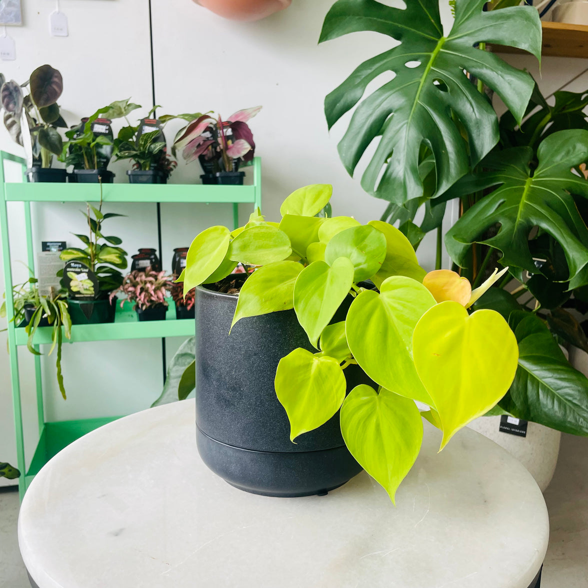 Philodendron hederaceum 'Lemon Lime' in Troy Self Watering Planter