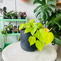 Philodendron hederaceum 'Lemon Lime' in Troy Self Watering Planter