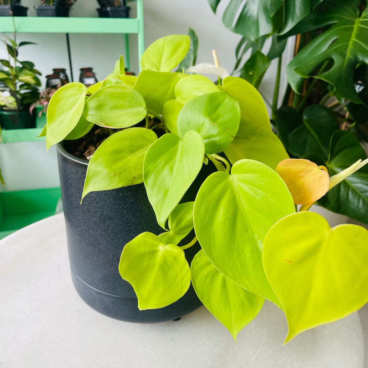 Philodendron hederaceum 'Lemon Lime' in Troy Self Watering Planter