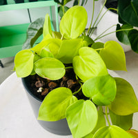 Philodendron hederaceum 'Lemon Lime' in Troy Self Watering Planter