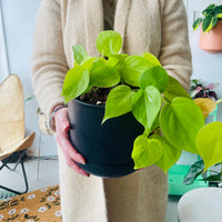 Philodendron hederaceum 'Lemon Lime' in Troy Self Watering Planter