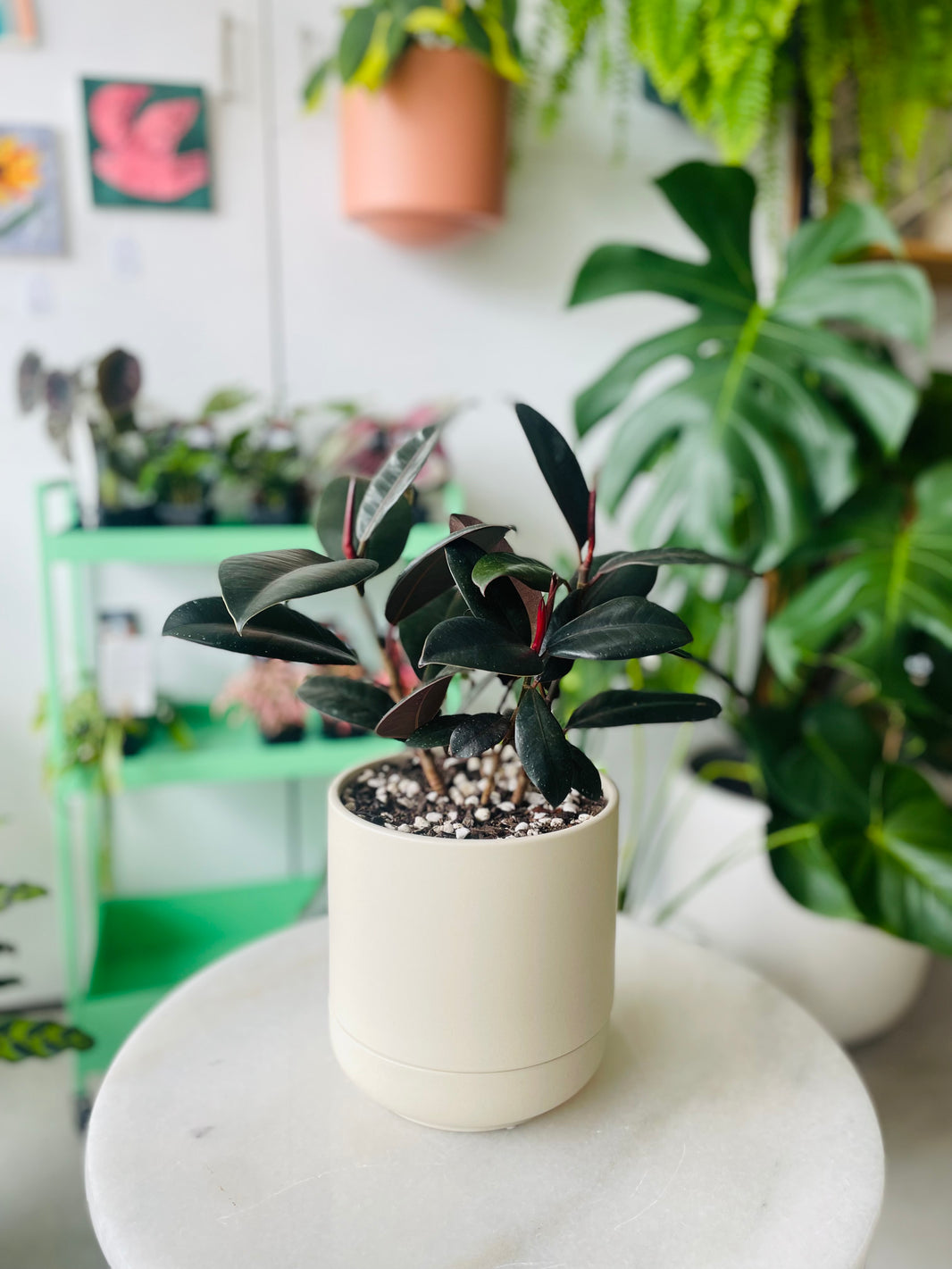 Ficus elastica 'Burgundy' in Troy Self Watering Planter