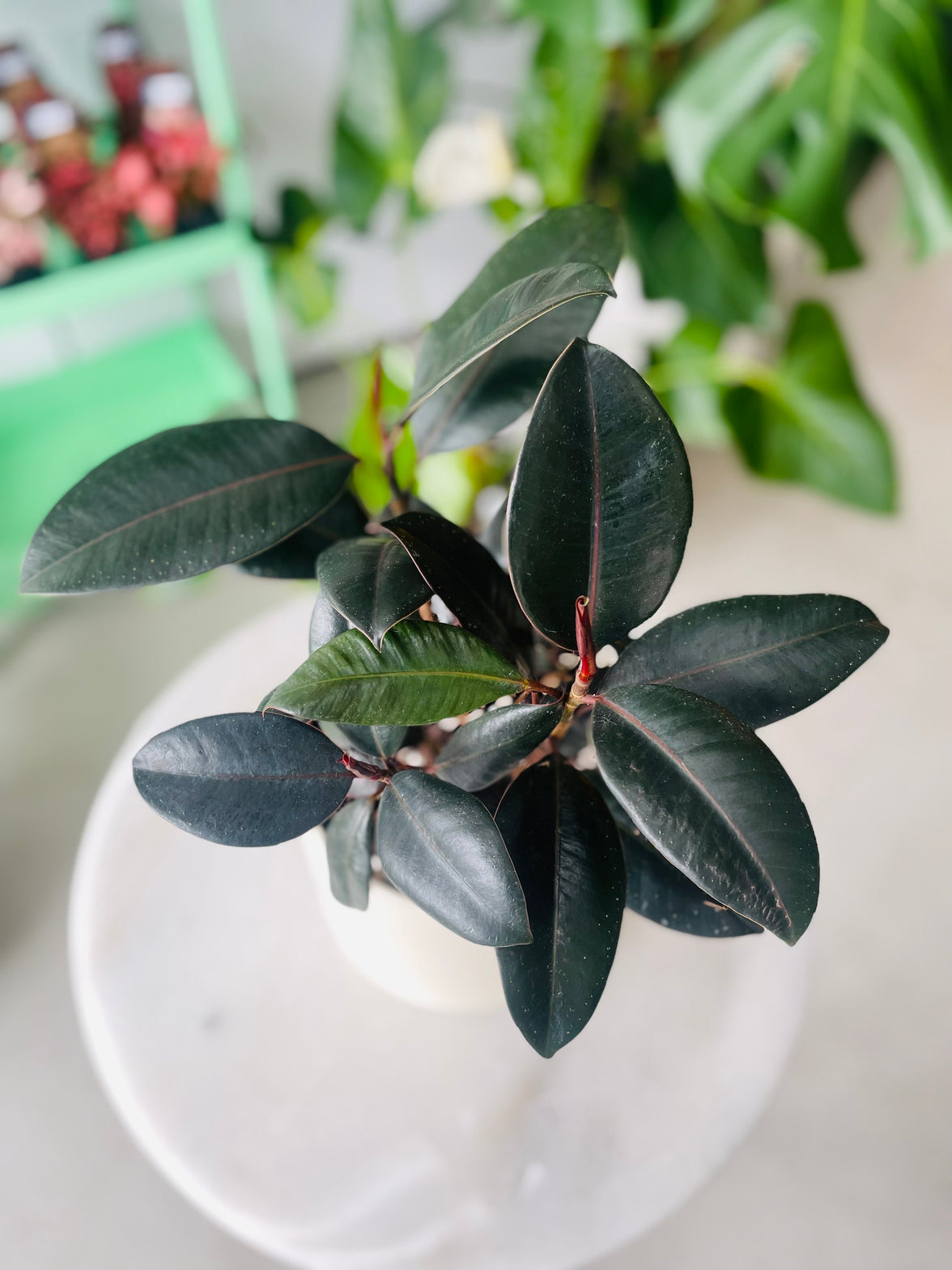 Ficus elastica 'Burgundy' in Troy Self Watering Planter