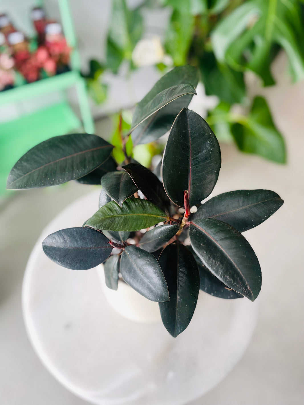 Ficus elastica 'Burgundy' in Troy Self Watering Planter