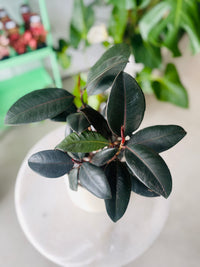 Ficus elastica 'Burgundy' in Troy Self Watering Planter