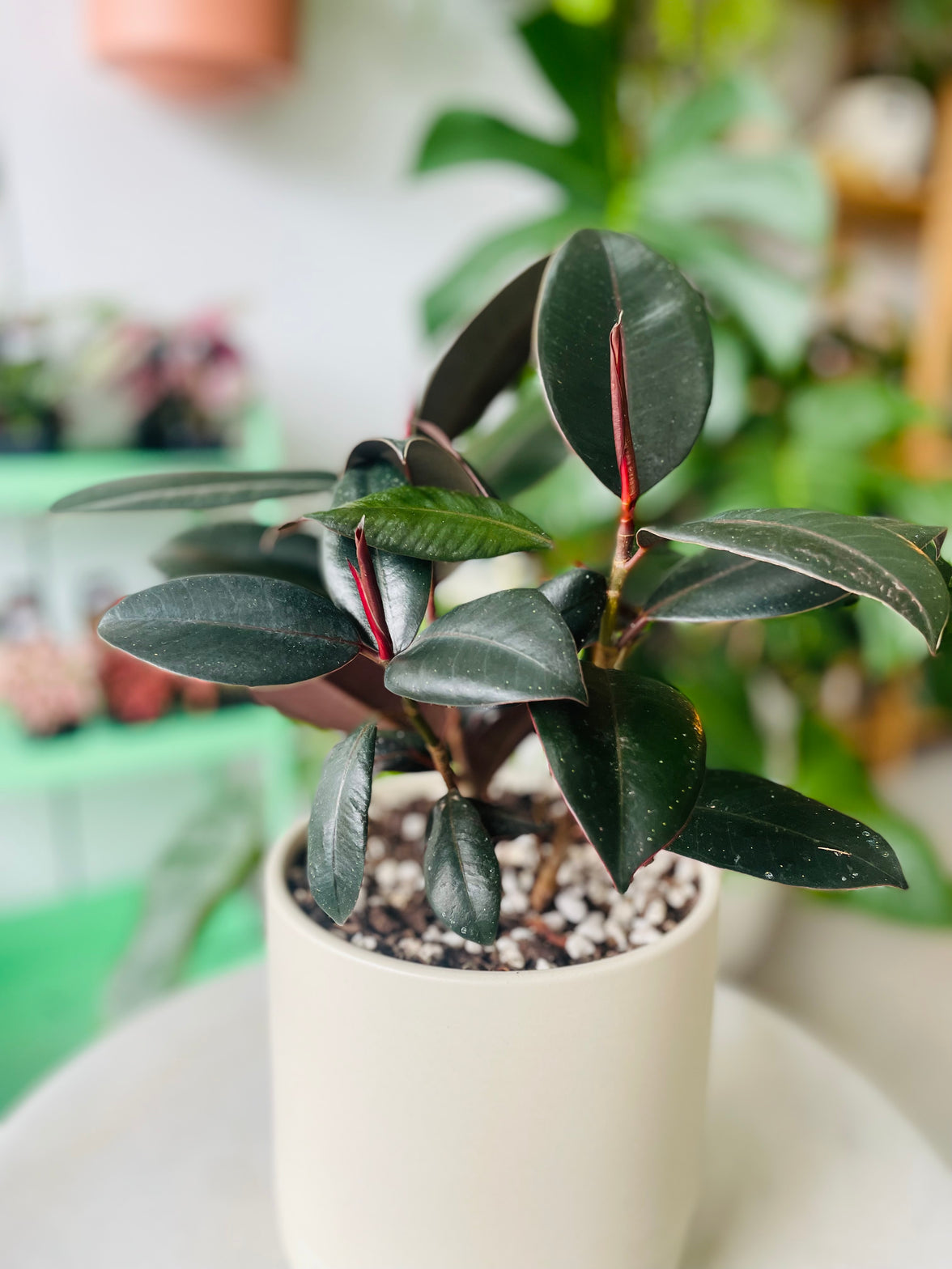 Ficus elastica 'Burgundy' in Troy Self Watering Planter