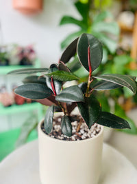 Ficus elastica 'Burgundy' in Troy Self Watering Planter