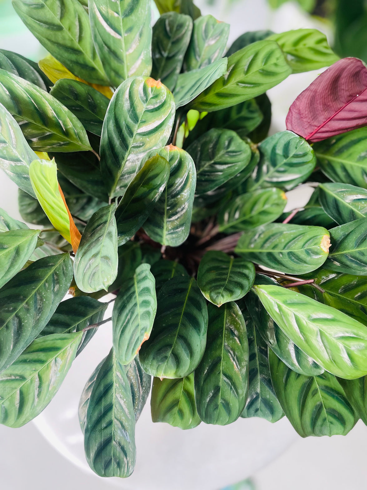 Ctenanthe burle-marxii var. obscura in Decorative Ceramic Planter