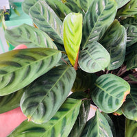 Ctenanthe burle-marxii var. obscura in Decorative Ceramic Planter