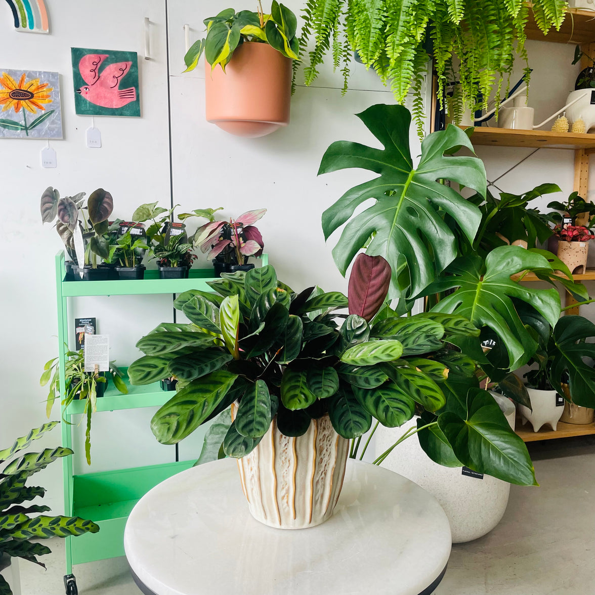 Ctenanthe burle-marxii var. obscura in Decorative Ceramic Planter