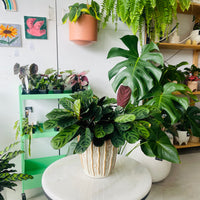 Ctenanthe burle-marxii var. obscura in Decorative Ceramic Planter
