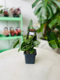 Aglaonema 'Toms Pride' 70mm Nursery Pot