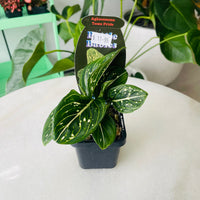 Aglaonema 'Toms Pride' 70mm Nursery Pot
