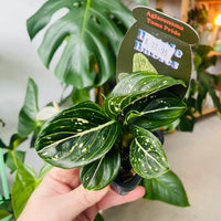 Aglaonema 'Toms Pride' 70mm Nursery Pot