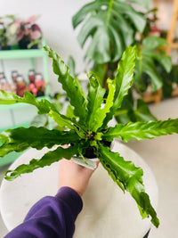 Asplenium nidus cv 'Crispy Wave' 130mm Nursery Pot