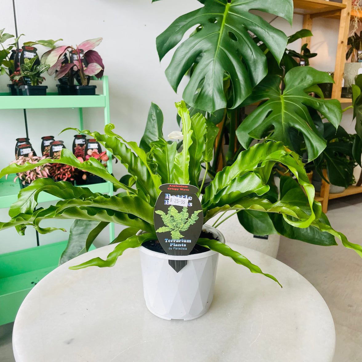 Asplenium nidus cv 'Crispy Wave' 130mm Nursery Pot