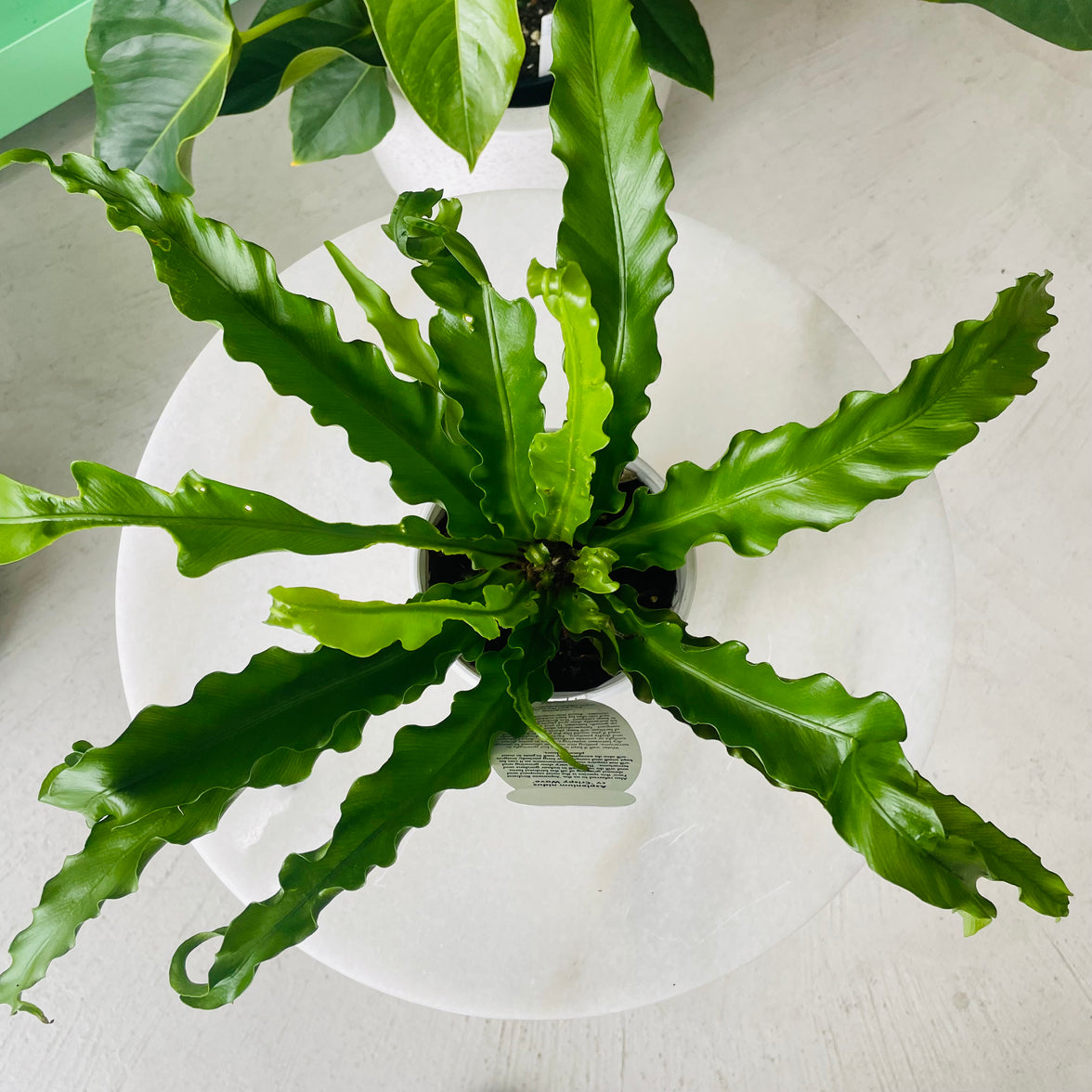 Asplenium nidus cv 'Crispy Wave' 130mm Nursery Pot