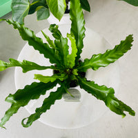 Asplenium nidus cv 'Crispy Wave' 130mm Nursery Pot