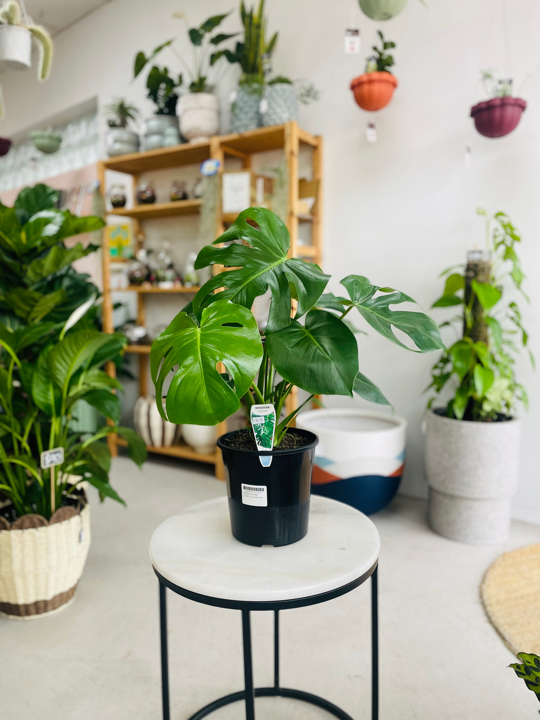 Monstera deliciosa 'Fruit Salad Plant' 200mm Nursery Pot
