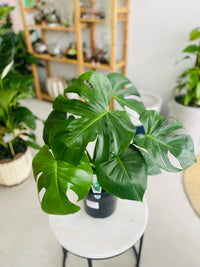 Monstera deliciosa 'Fruit Salad Plant' 200mm Nursery Pot
