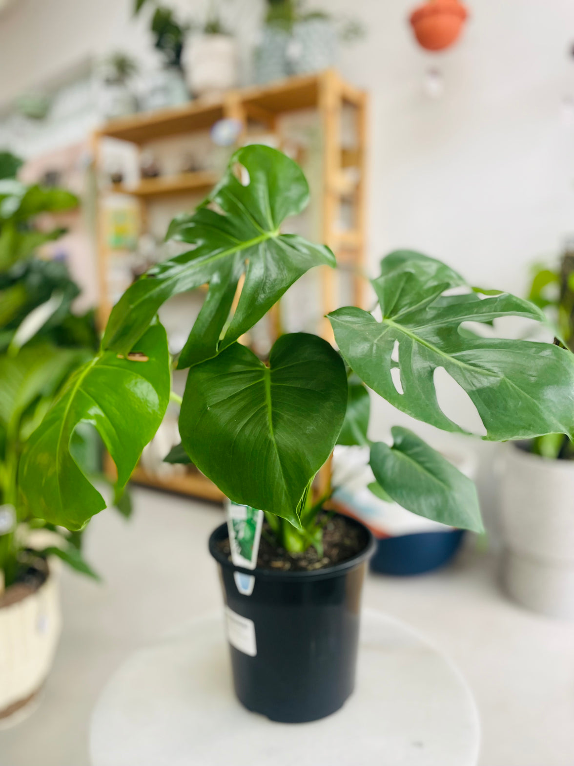 Monstera deliciosa 'Fruit Salad Plant' 200mm Nursery Pot