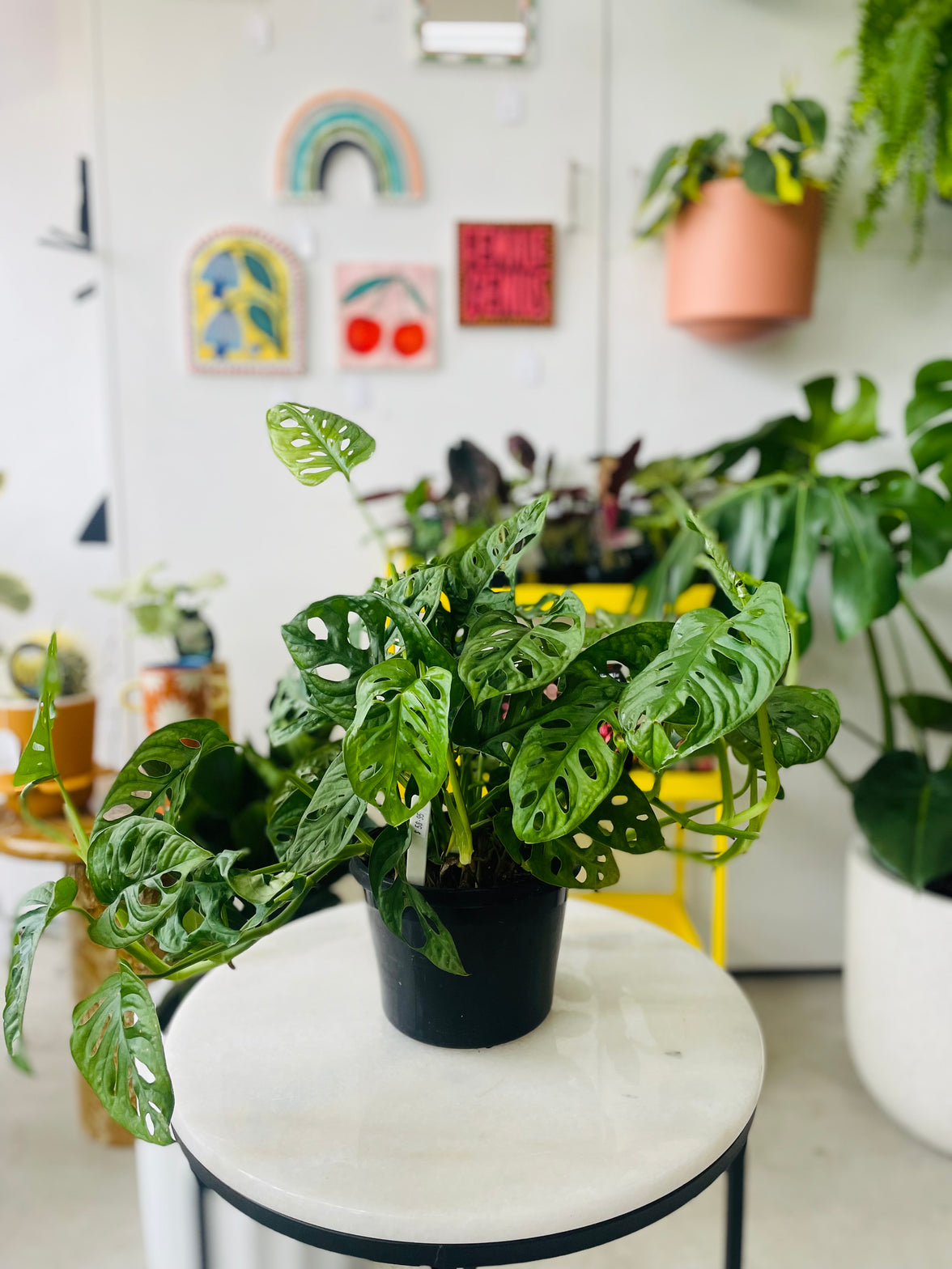Monstera Adonsonii 'Monkey Mask' 180mm Nursery Pot
