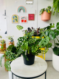 Monstera Adonsonii 'Monkey Mask' 180mm Nursery Pot