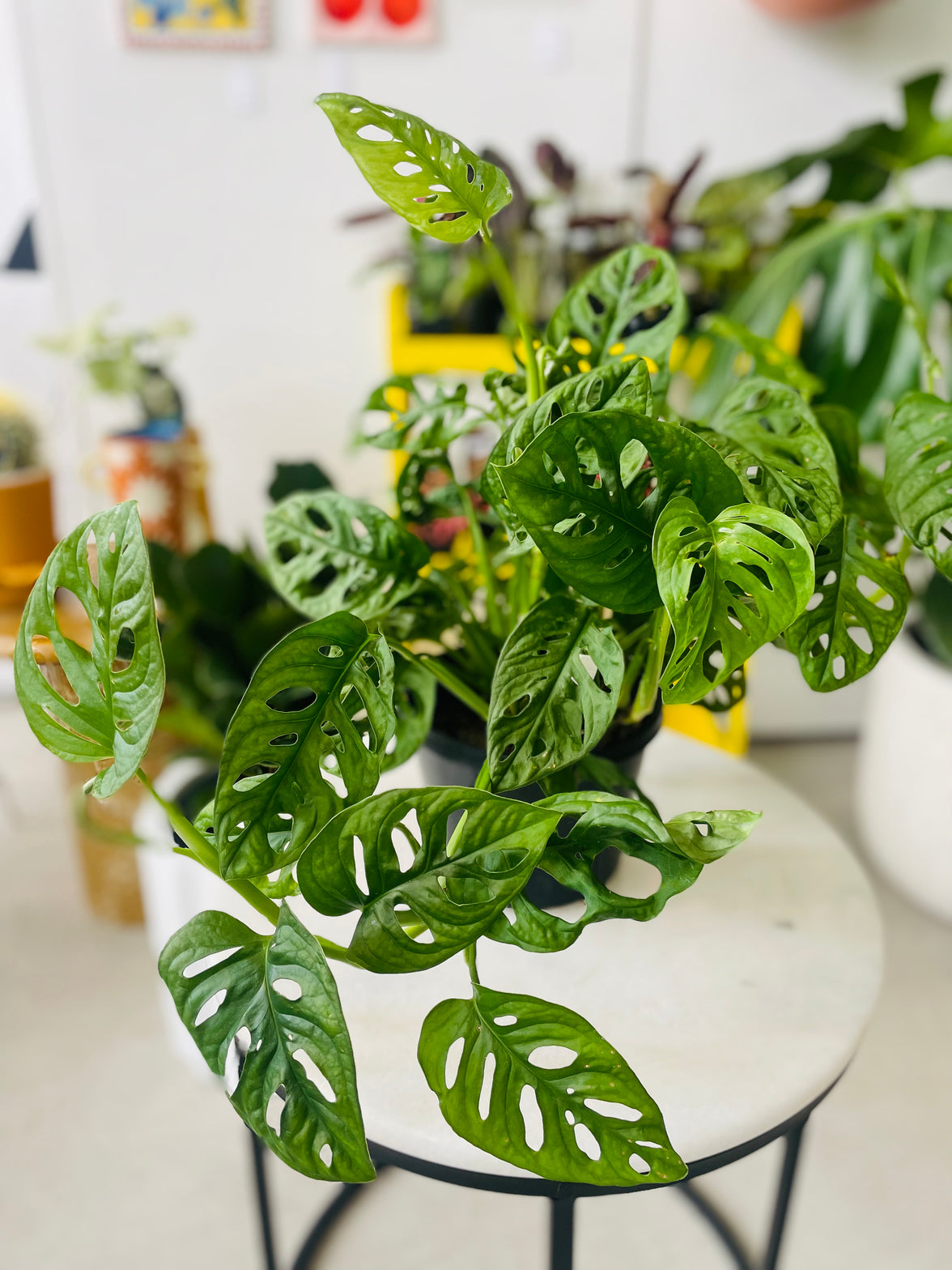 Monstera Adonsonii 'Monkey Mask' 180mm Nursery Pot