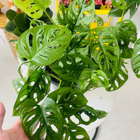 Monstera Adonsonii 'Monkey Mask' 180mm Nursery Pot