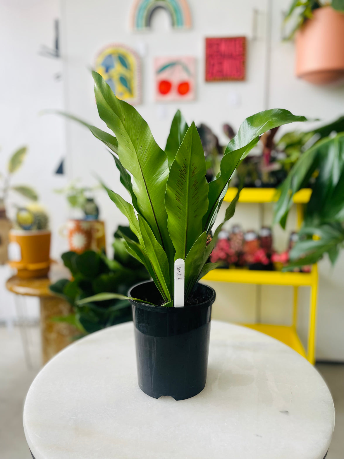 Asplenium australasicum nidus 'Birds Nest Fern' 140mm Nursery Pot