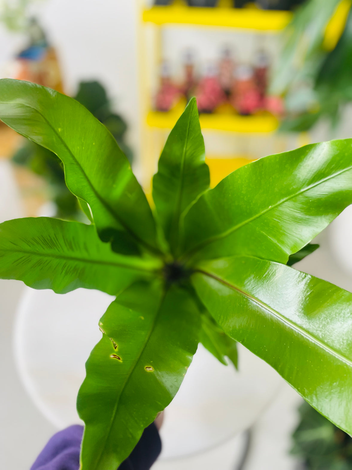 Asplenium australasicum nidus 'Birds Nest Fern' 140mm Nursery Pot
