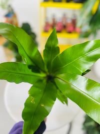 Asplenium australasicum nidus 'Birds Nest Fern' 140mm Nursery Pot