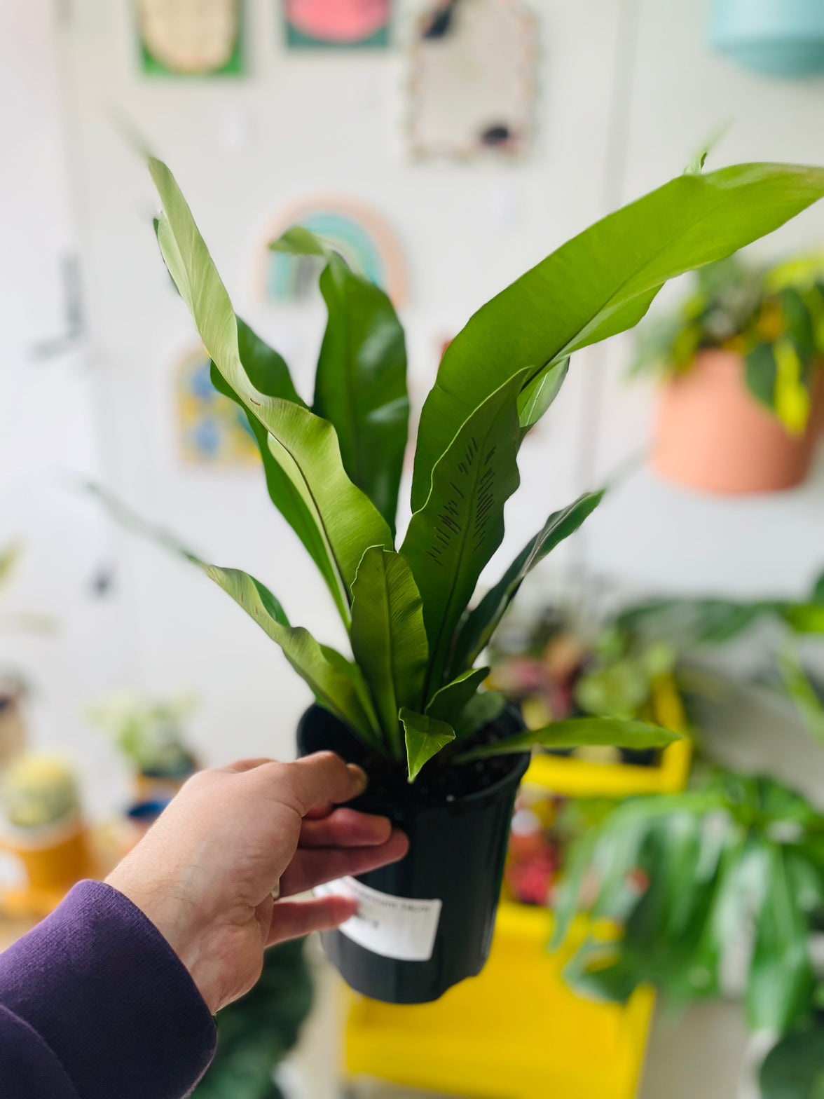 Asplenium australasicum nidus 'Birds Nest Fern' 140mm Nursery Pot