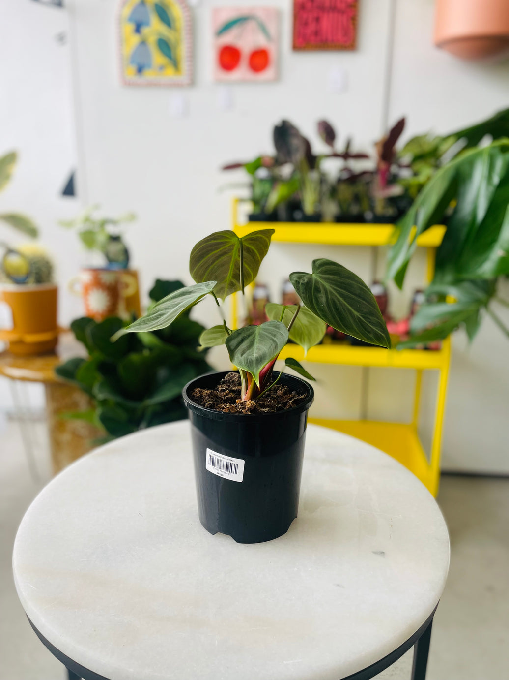 Philodendron sp. 'El Choco Red' 140mm Nursery Pot