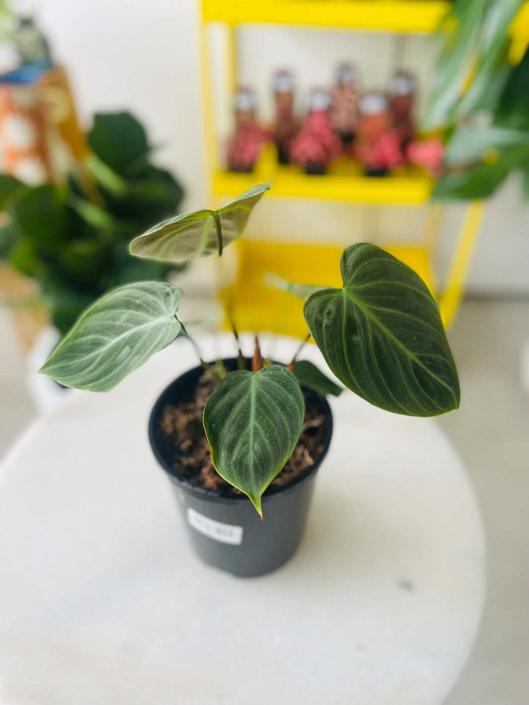 Philodendron sp. 'El Choco Red' 140mm Nursery Pot