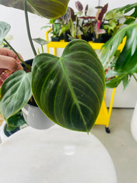 Philodendron sp. 'El Choco Red' 140mm Nursery Pot