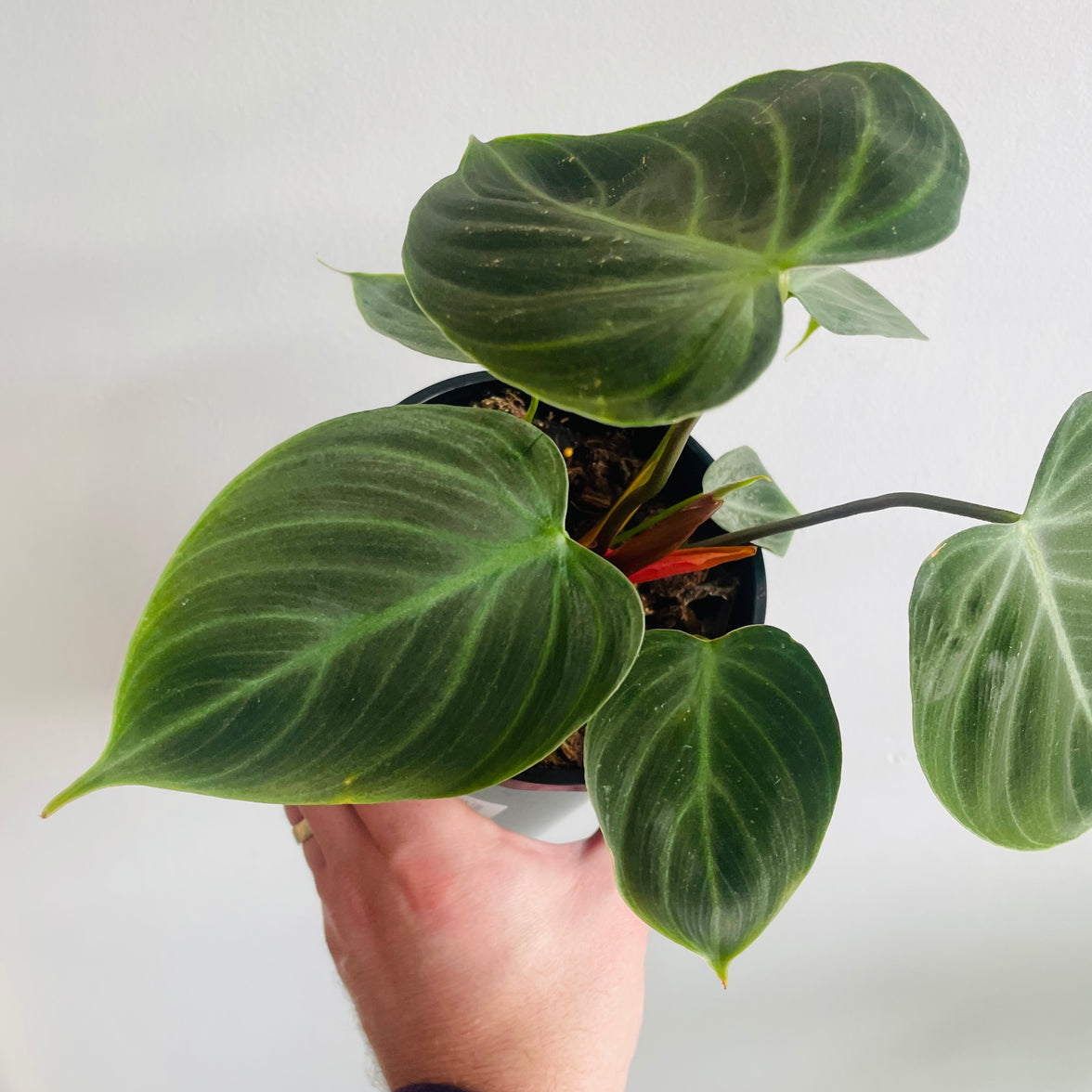 Philodendron sp. 'El Choco Red' 140mm Nursery Pot