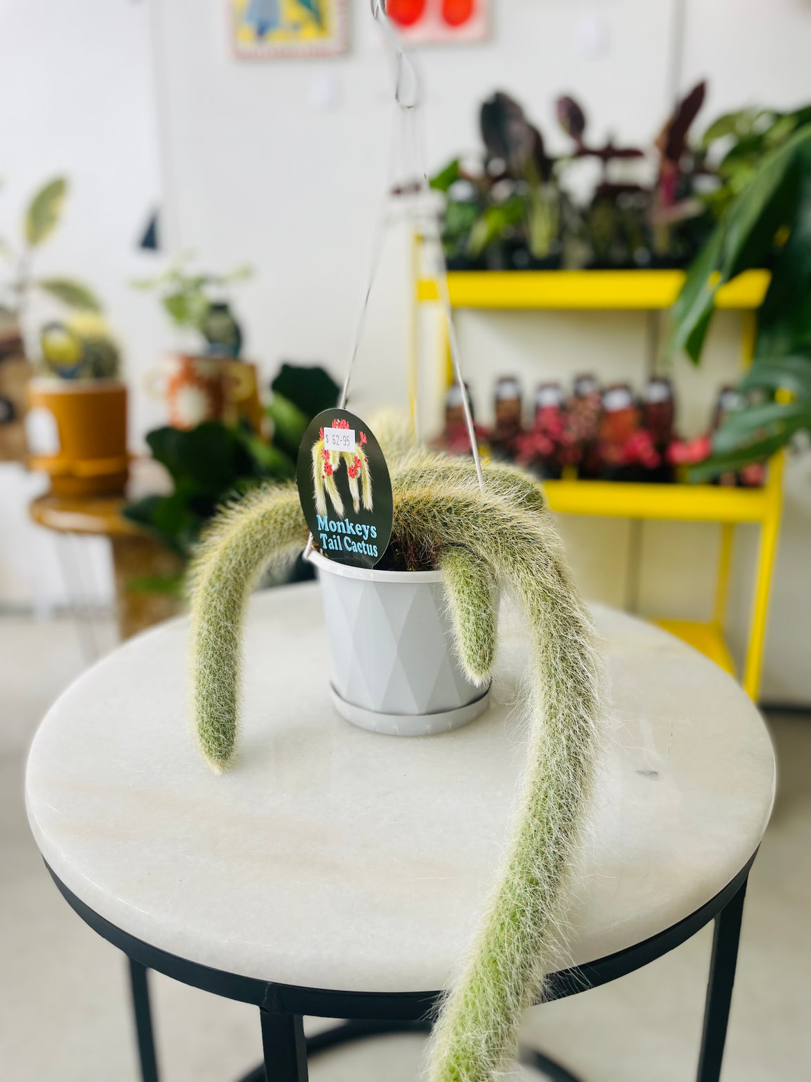 Cleistocactus colademononis 'The Monkey's Tail Cactus' 130mm Nursery Pot