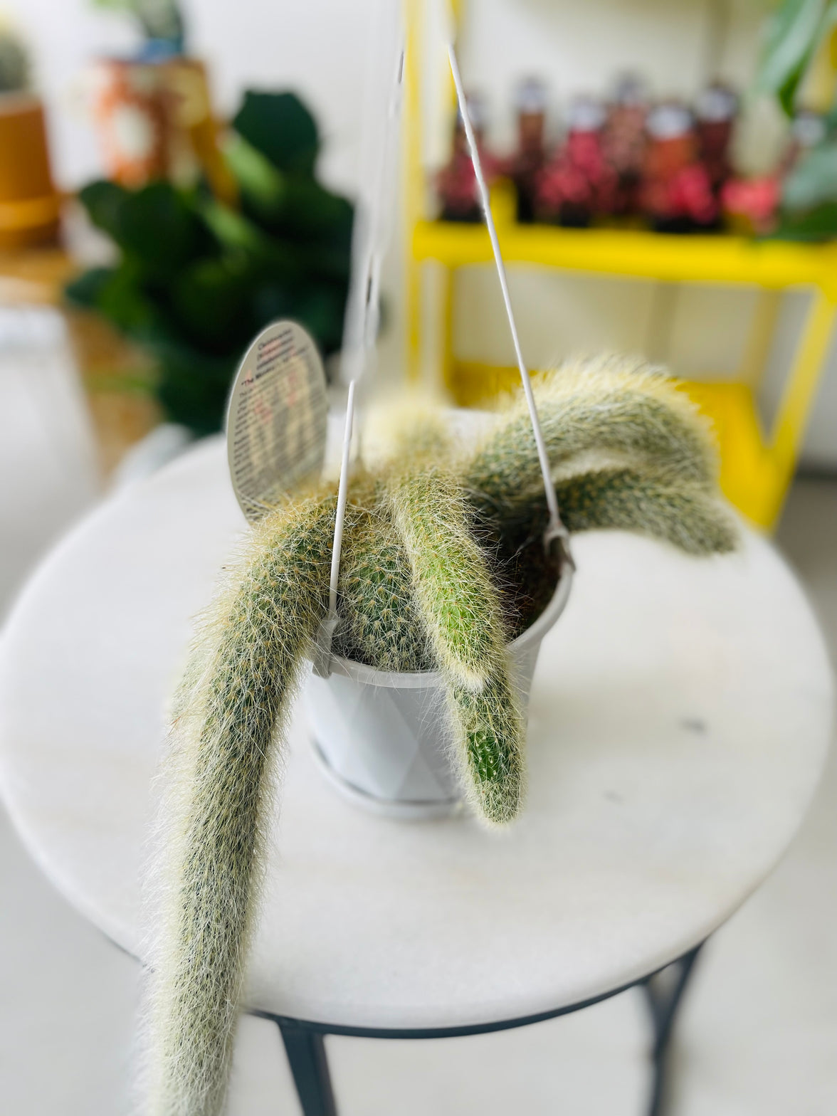 Cleistocactus colademononis 'The Monkey's Tail Cactus' 130mm Nursery Pot