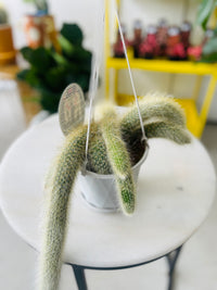 Cleistocactus colademononis 'The Monkey's Tail Cactus' 130mm Nursery Pot