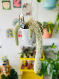 Cleistocactus colademononis 'The Monkey's Tail Cactus' 130mm Nursery Pot