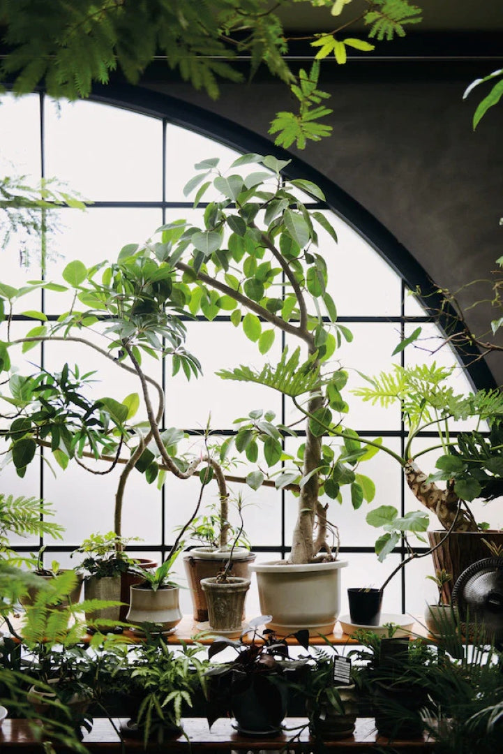 Indoor green: living with plants