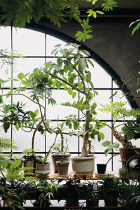 Indoor green: living with plants