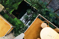 Indoor green: living with plants