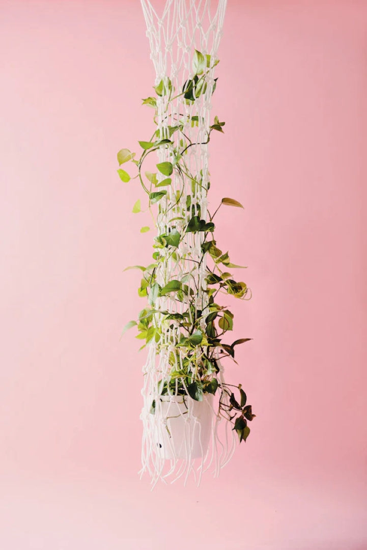 Indoor green: living with plants