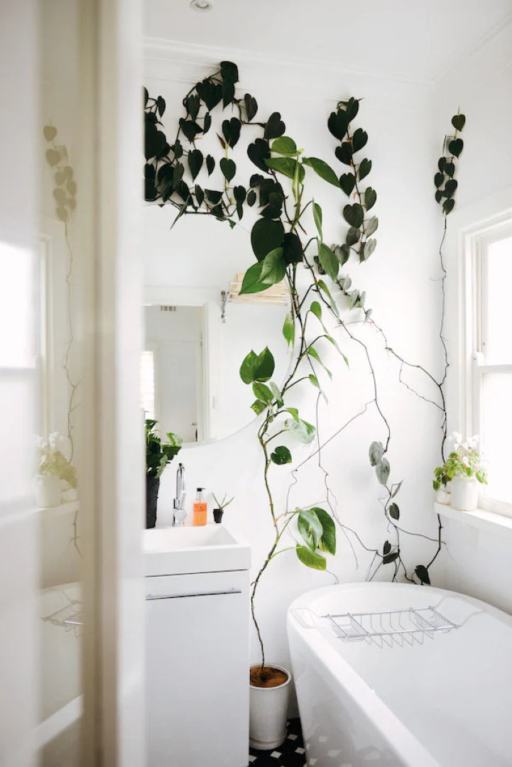 Indoor green: living with plants