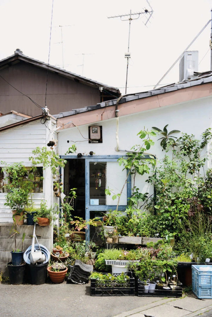 Indoor green: living with plants